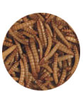 Mealworms
